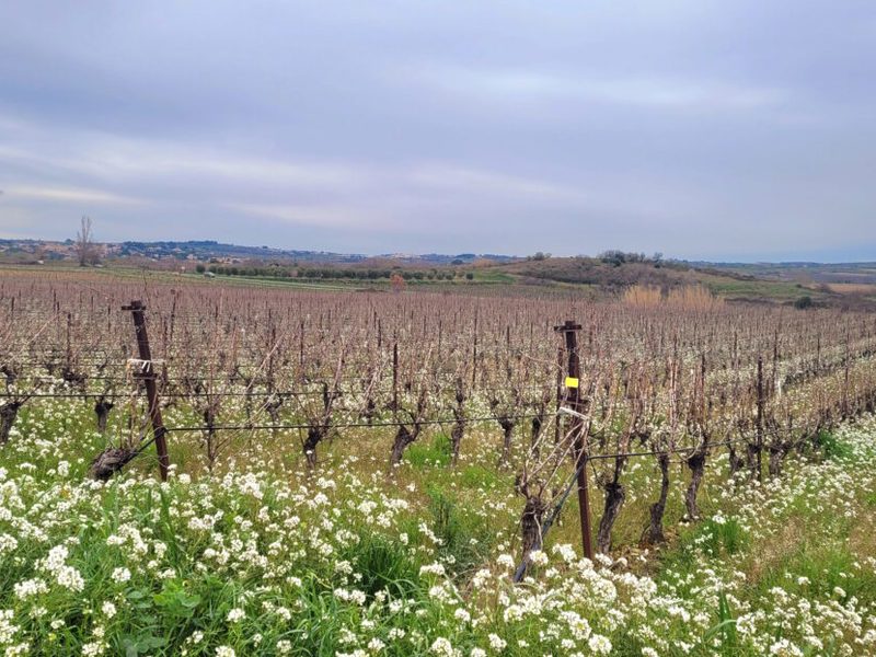 Un loisir ou un changement de vie ? 10,60 hectares de vignes sur un seul site, offrant différents cépages.